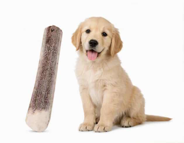 ZOLUX Natürlicher Snack für Hunde – Hirschgeweih PUPPY mit geschliffenen Kanten