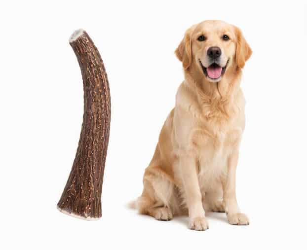 ZOLUX Natürlicher Snack für Hunde – Hirschgeweih HARD, für Hunde über 20 kg