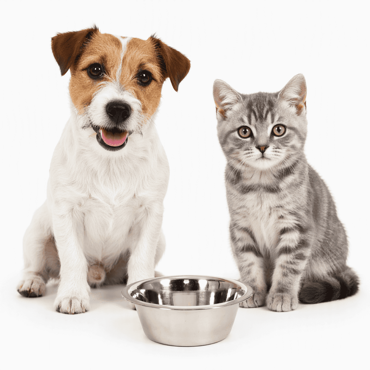 ZOLUX Edelstahlnapf für Hunde und Katzen INOX 11 cm 0,2 L