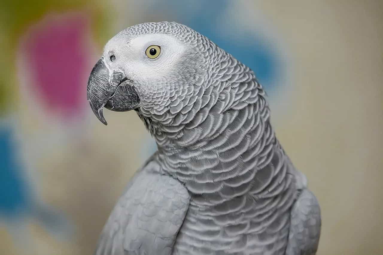 Vögel