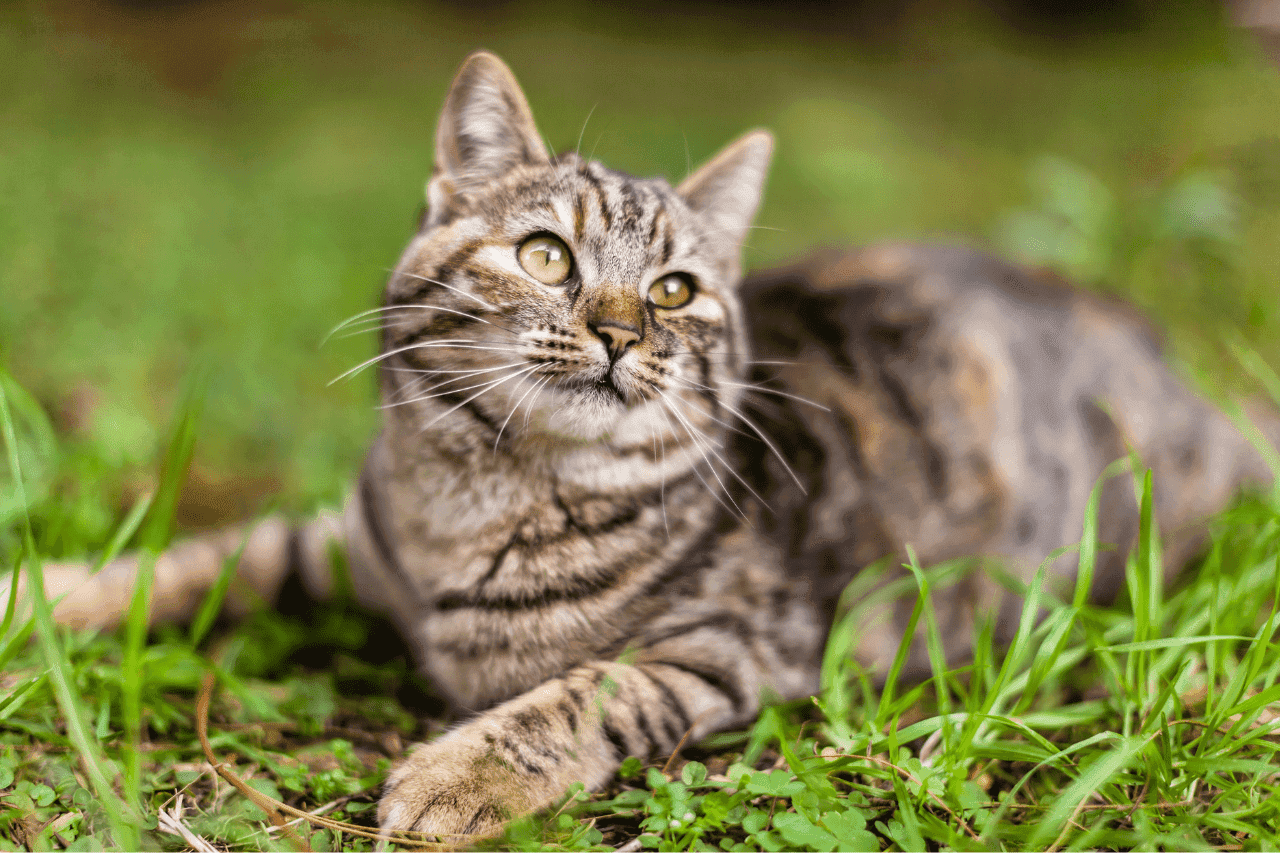 Katze