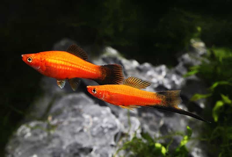 Aquaristik