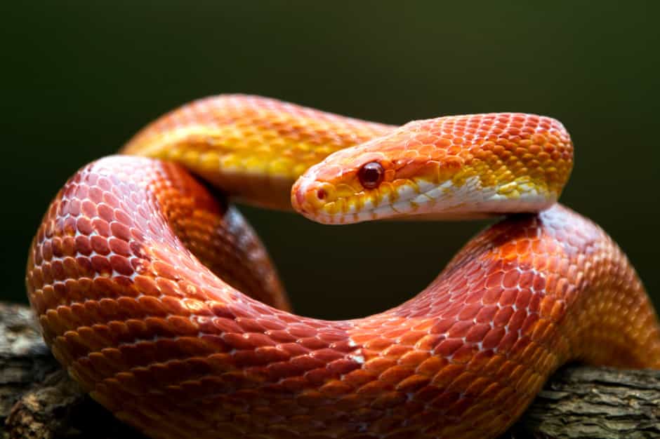 Reptilien und Amphibien
