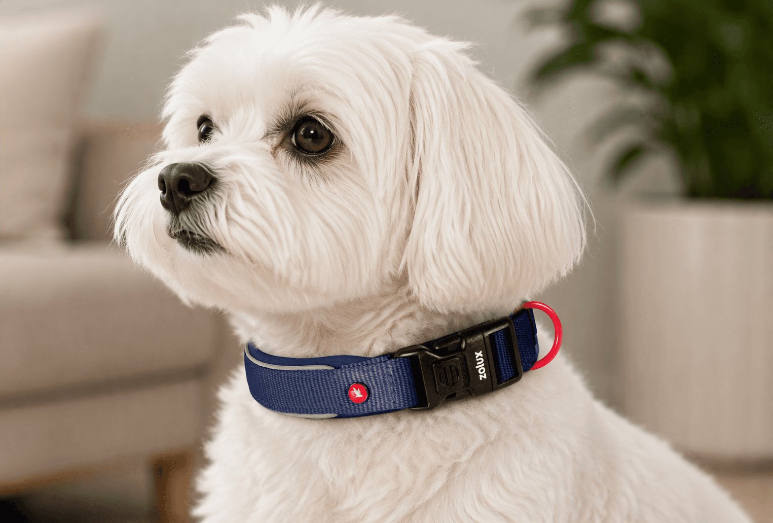 ZOLUX Premium-Nylon-Hundehalsband, Größe XXS, 25–30 cm, 15 mm, marineblau – Bild 7