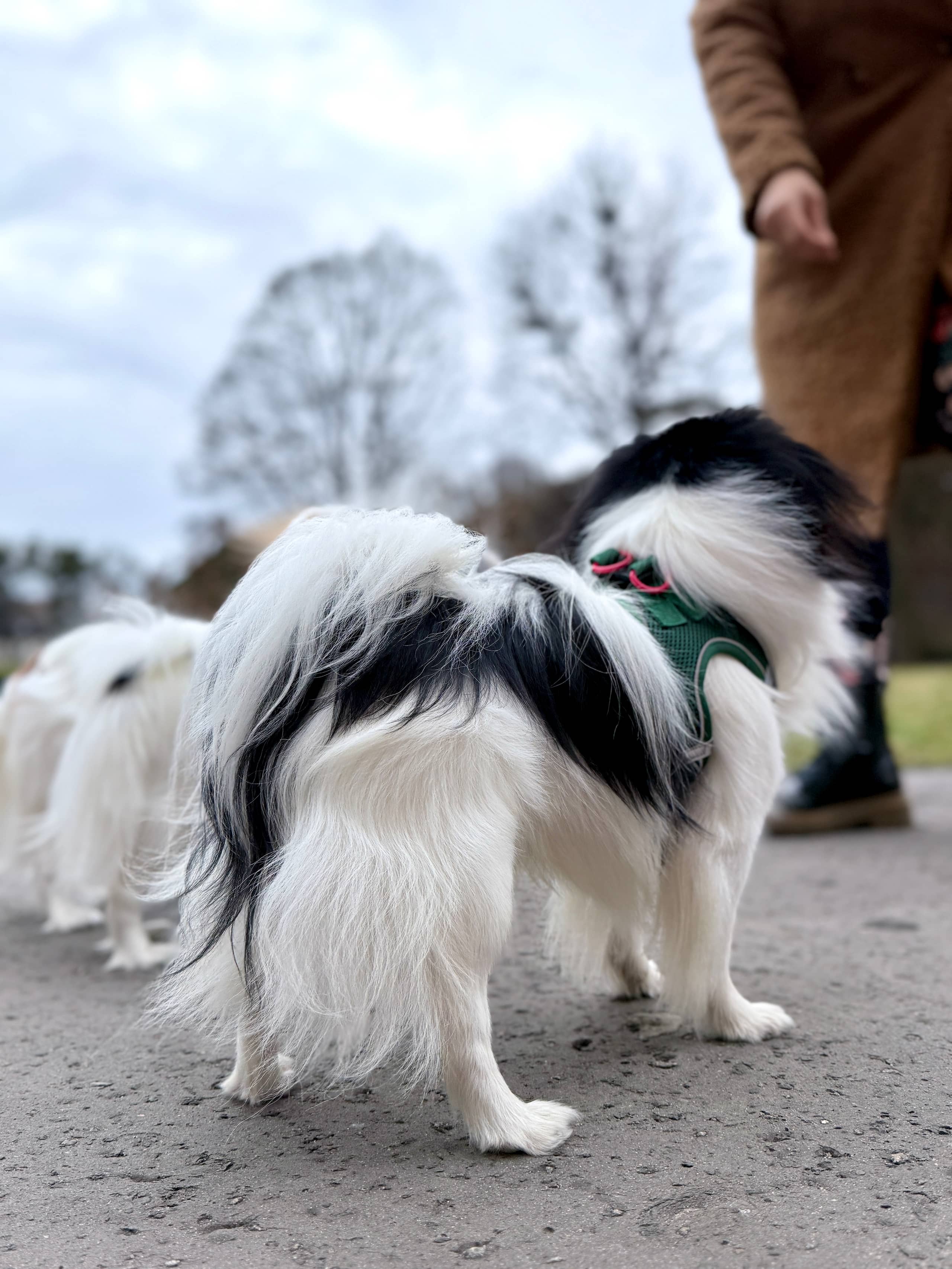 ZOLUX Atmungsaktives Mesh-Hundegeschirr, Größe S, türkis – Bild 6