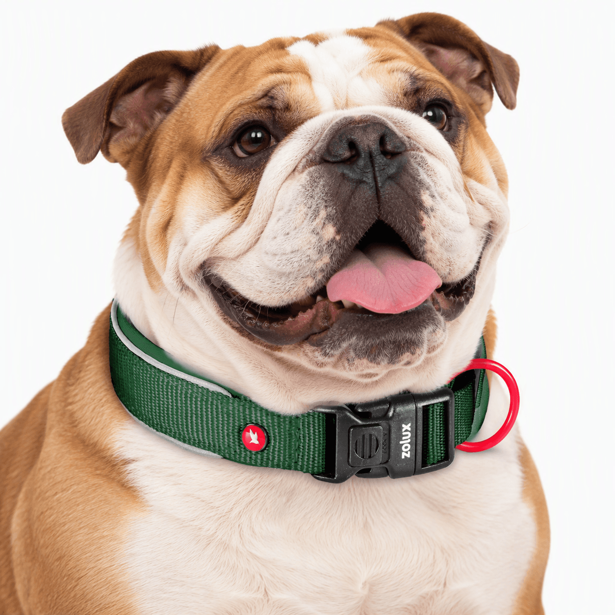 ZOLUX Premium-Nylon-Hundehalsband, Größe S, 35–40 cm, 20 mm, grün – Bild 7
