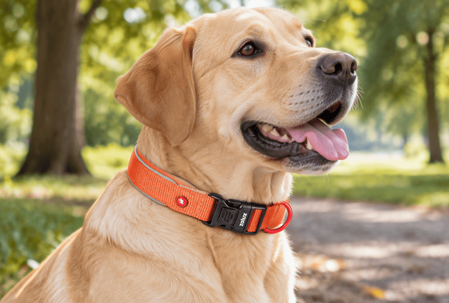 ZOLUX Premium-Nylon-Hundehalsband, Größe M, 40–45 cm, 20 mm, rostbraun – Bild 7