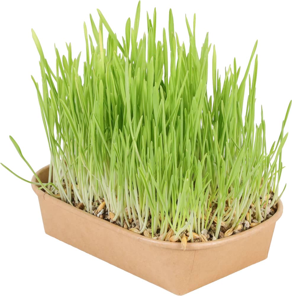 ZOLUX Katzengras zur Selbstanzucht – Bild 1