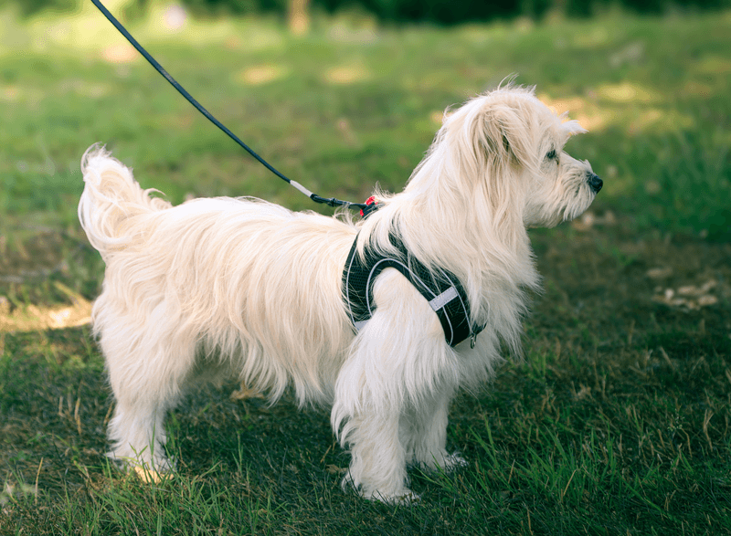 ZOLUX Atmungsaktives Mesh-Hundegeschirr, Größe M, schwarz – Bild 4