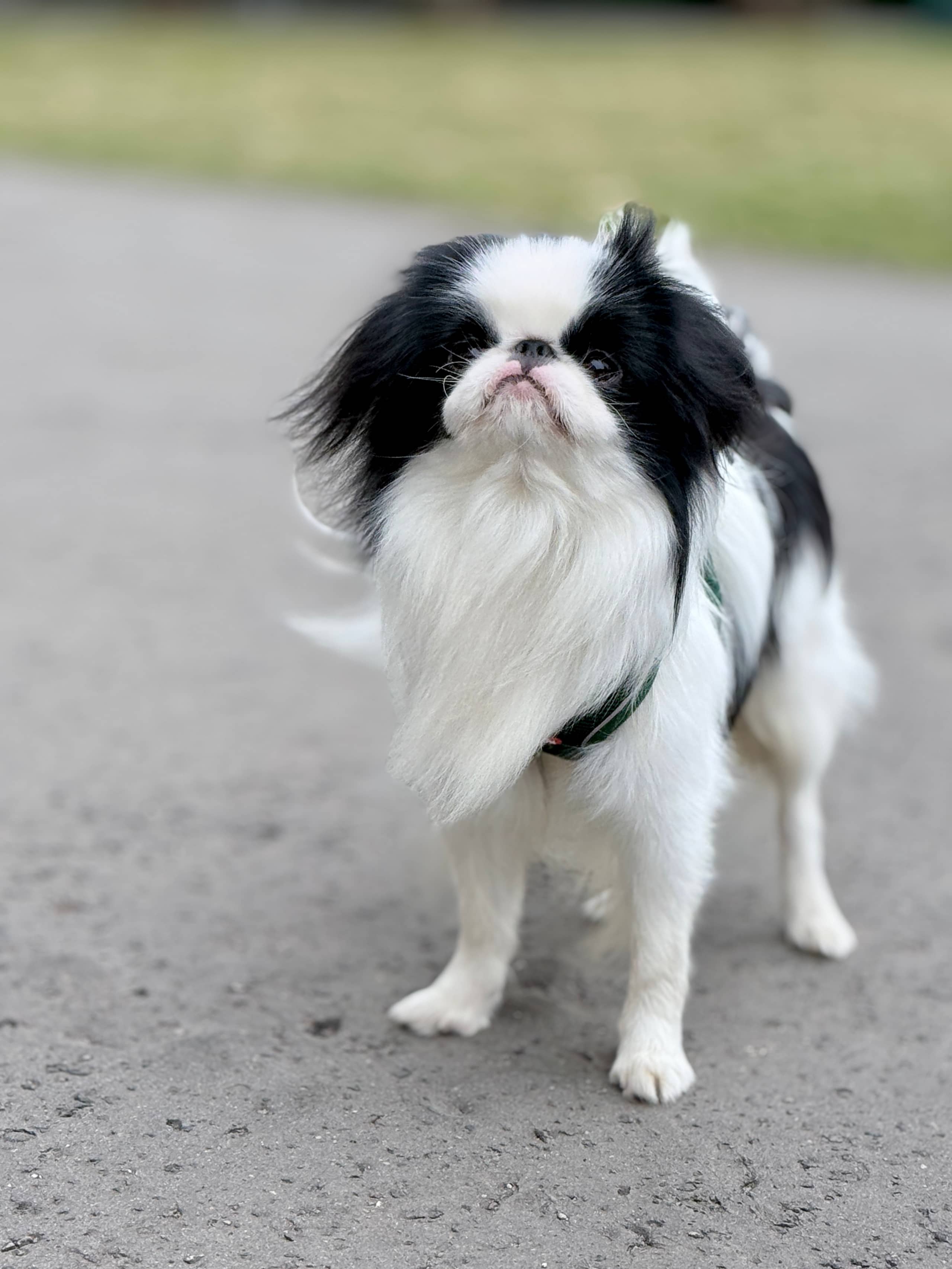ZOLUX Atmungsaktives Mesh-Hundegeschirr, Größe L, grün – Bild 6