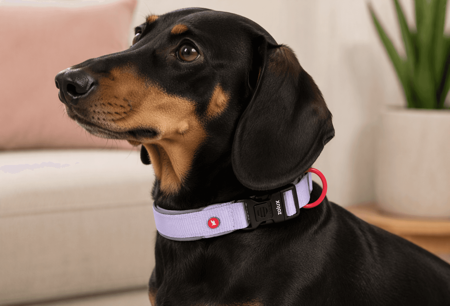 ZOLUX Premium-Nylon-Hundehalsband, Größe XS, 30–35 cm, 15 mm, lila – Bild 6