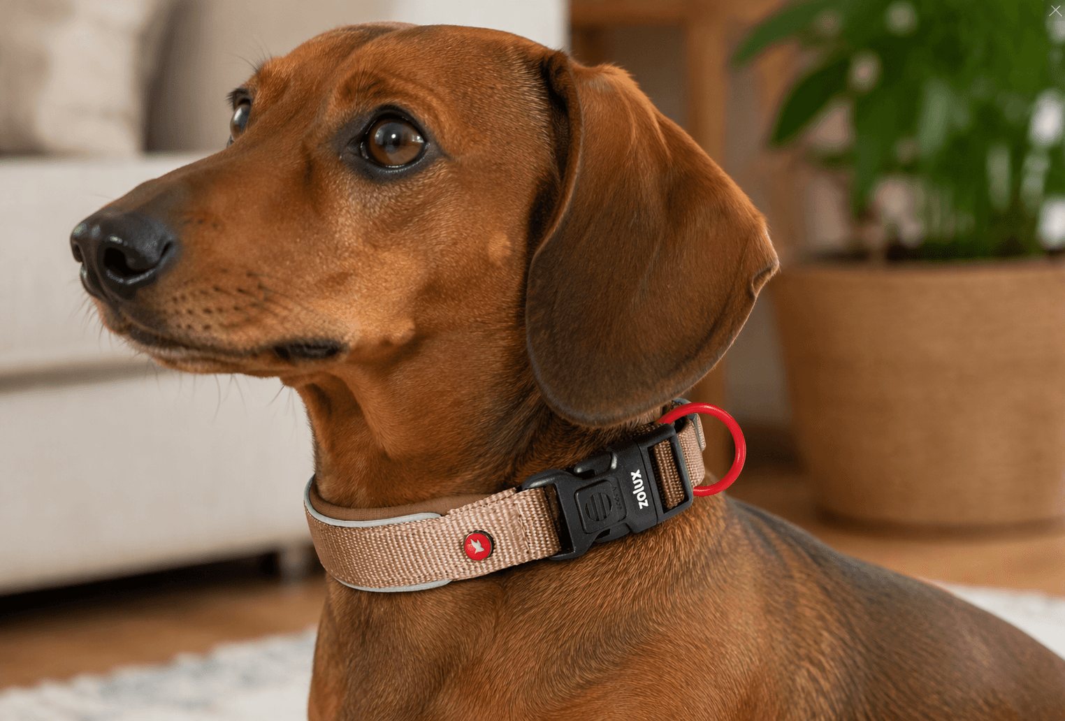 ZOLUX Premium-Nylon-Hundehalsband, Größe XS, 30–35 cm, 15 mm, mocha – Bild 6