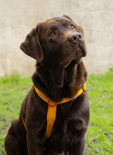 ZOLUX Premium-Nylon-Hundegeschirr, Größe L/XL, 65–97 cm, 25 mm, gelb – Bild 4