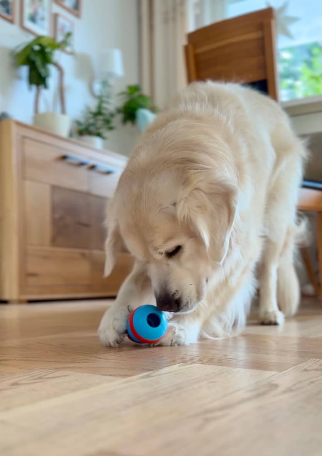 ZOLUX TPR-Leckerli-Kegel für Hunde zum Kauen, 10 cm – Bild 8