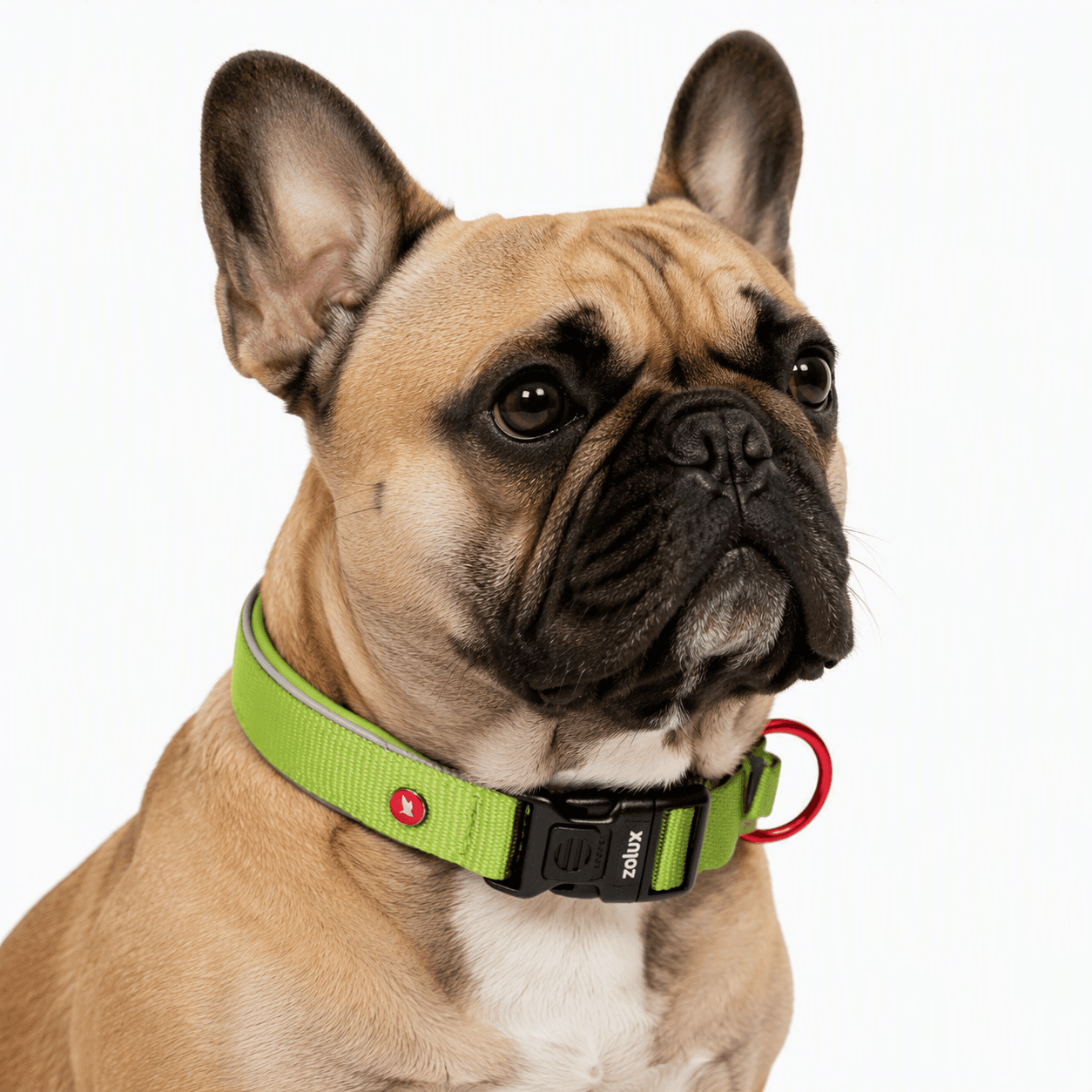 ZOLUX Premium-Nylon-Hundehalsband, Größe S, 35–40 cm, 20 mm, hellgrün – Bild 7