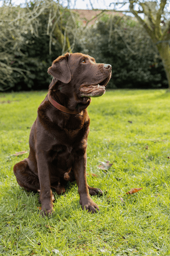 ZOLUX Komfort-Lederhalsband für Hunde, 41–53 cm, 25 mm, braun – Bild 7