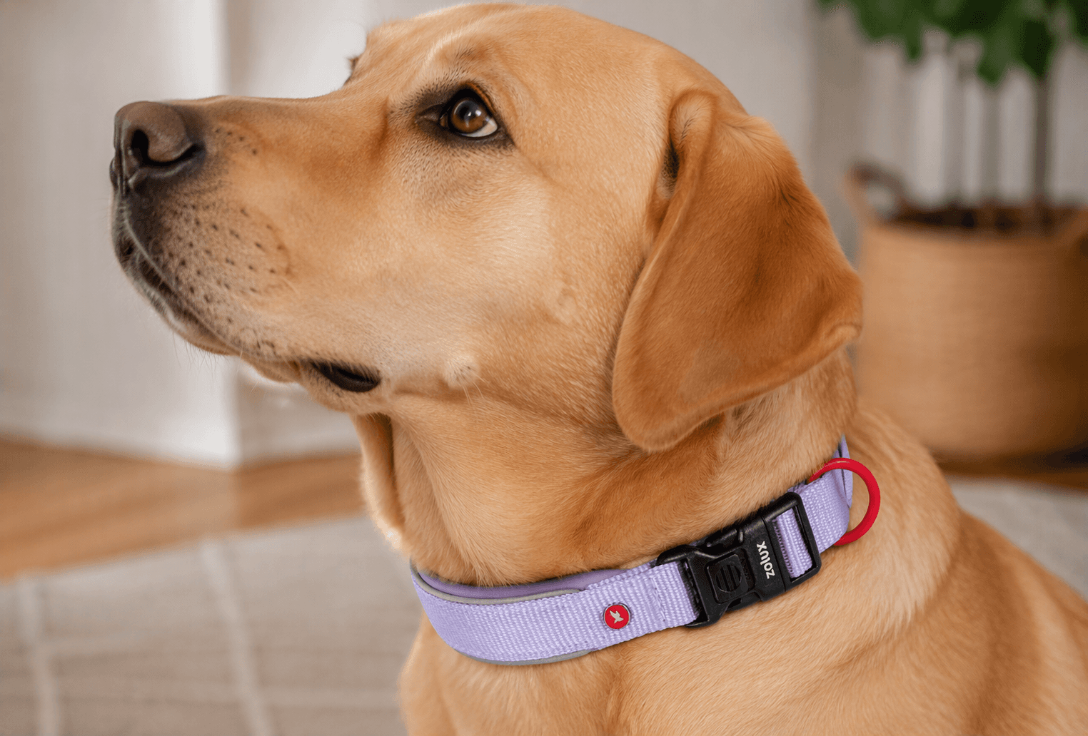 ZOLUX Premium-Nylon-Hundehalsband, Größe XXS, 25–30 cm, 15 mm, lila – Bild 7