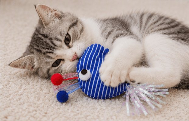 ZOLUX MALO Katzenspielzeug-Wal mit Katzenminze-Einsatz, blau – Bild 6