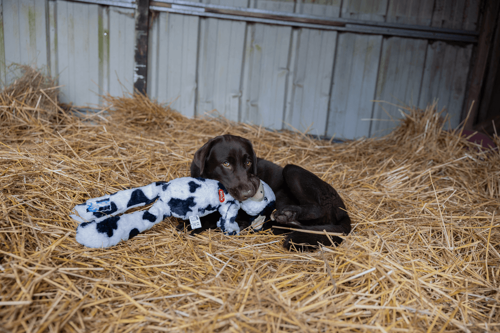 ZOLUX FURRY FARM Plüsch-Hundespielzeug, Kuh Isache, 60 cm – Bild 9