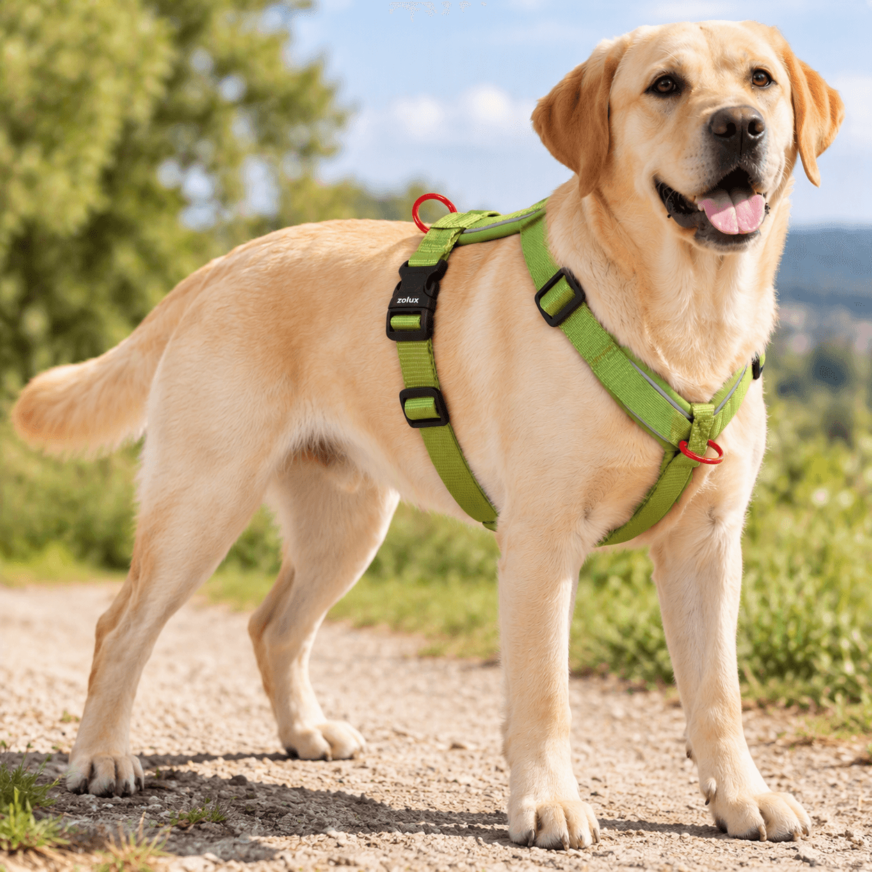 ZOLUX Premium-Nylon-Hundegeschirr, Größe L/XL, 65–97 cm, 25 mm, hellgrün – Bild 6
