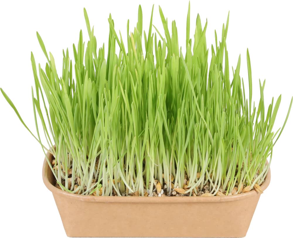 ZOLUX Katzengras zur Selbstanzucht – Bild 2