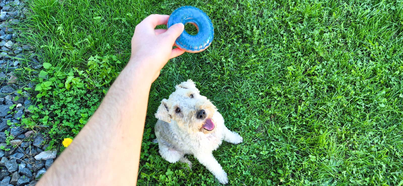 ZOLUX TAO Apportierspielzeug Rugbyball für Hunde 8,5 cm – Bild 4