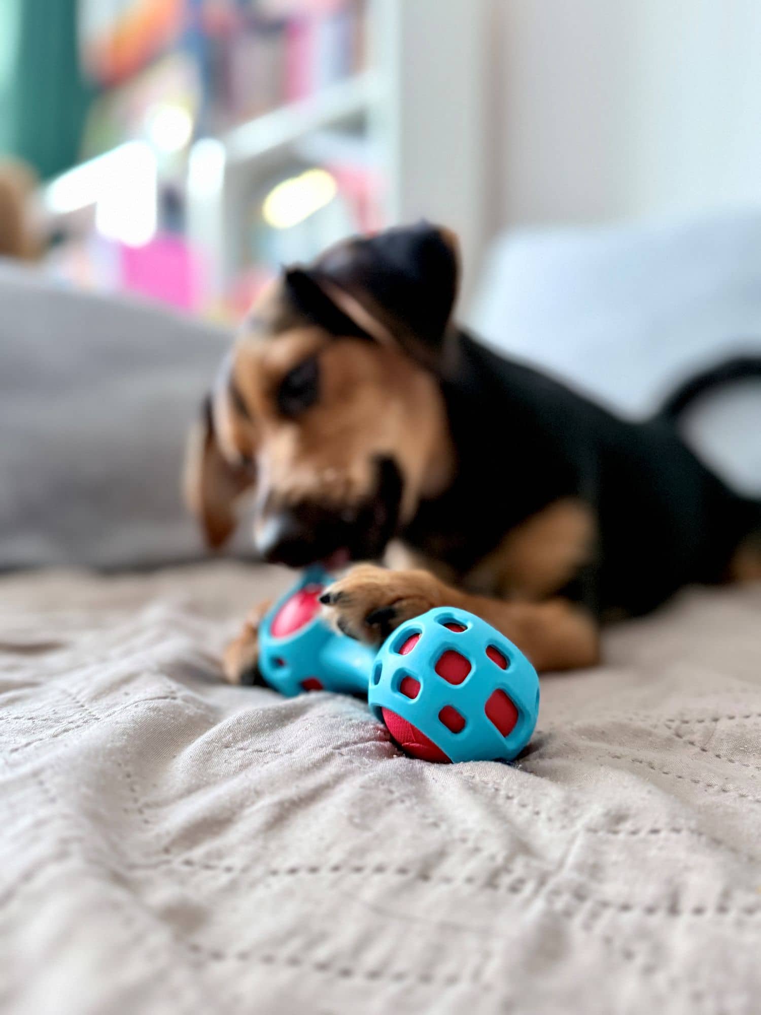 ZOLUX TPR-Leckerli-Hantel für Hunde zum Kauen, 13 cm – Bild 7