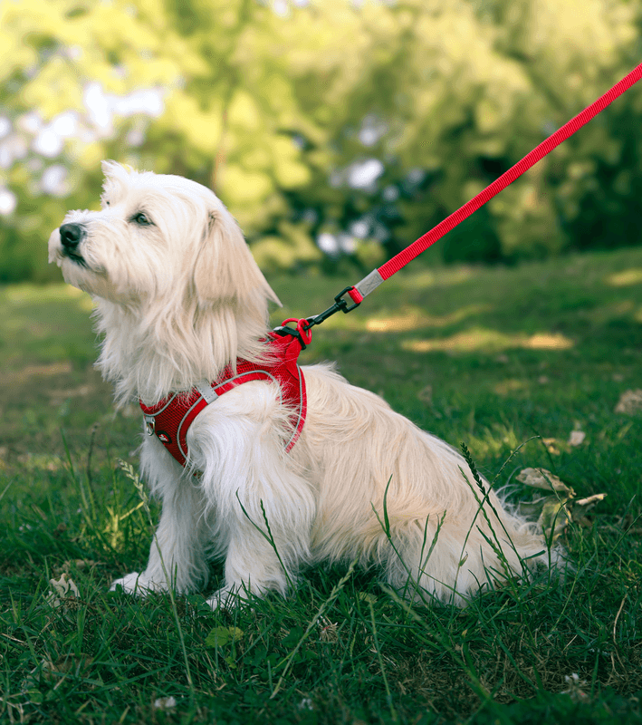 ZOLUX Atmungsaktives Mesh-Hundegeschirr, Größe M, rot – Bild 5