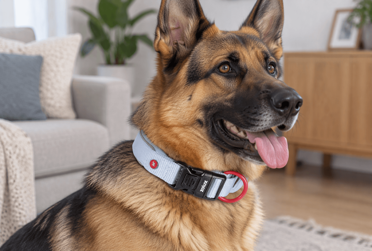 ZOLUX Premium-Nylon-Hundehalsband, Größe L, 45–50 cm, 25 mm, hellblau – Bild 7