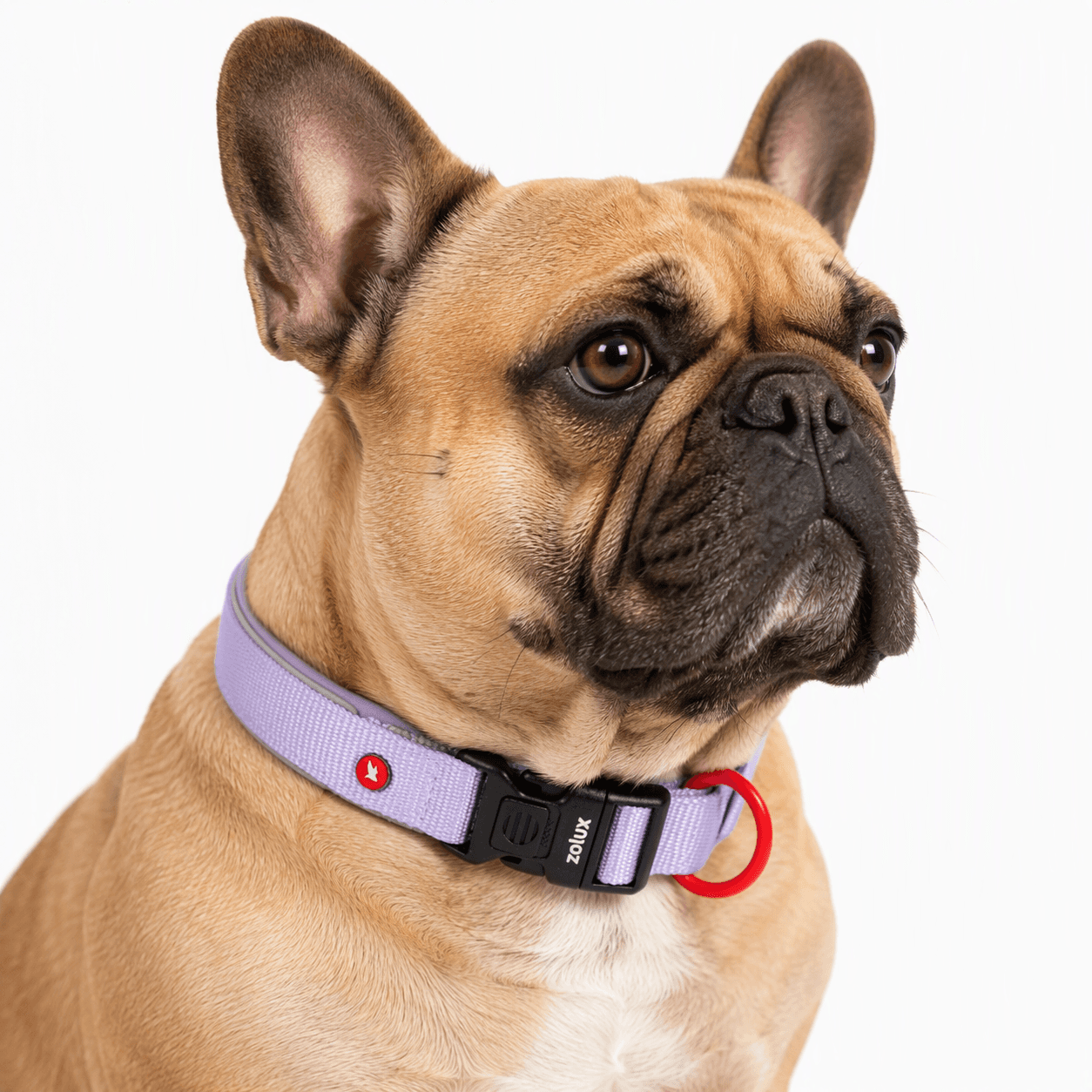 ZOLUX Premium-Nylon-Hundehalsband, Größe S, 35–40 cm, 20 mm, lila – Bild 7