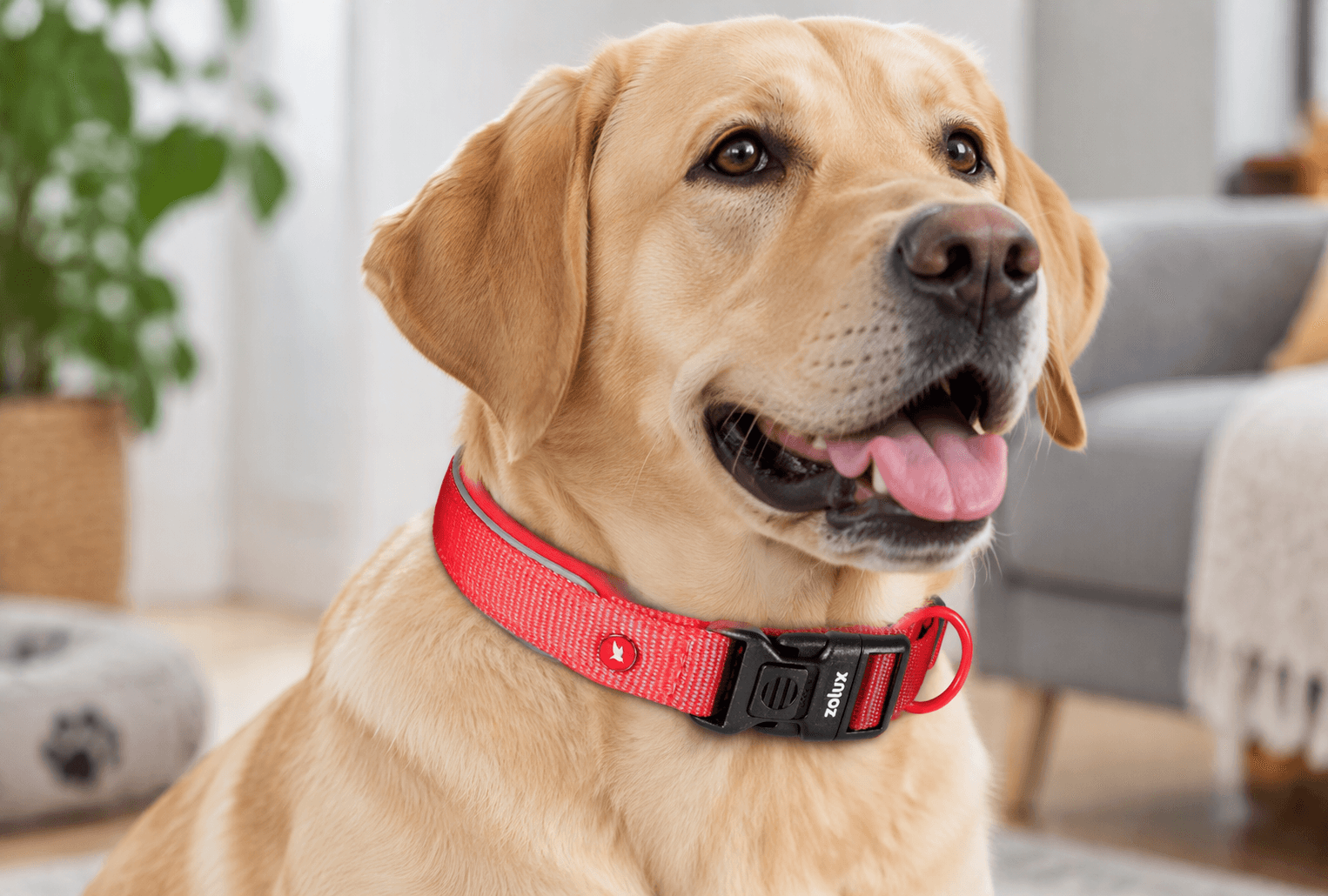 ZOLUX Premium-Nylon-Hundehalsband, Größe M, 40–45 cm, 20 mm, rot – Bild 7