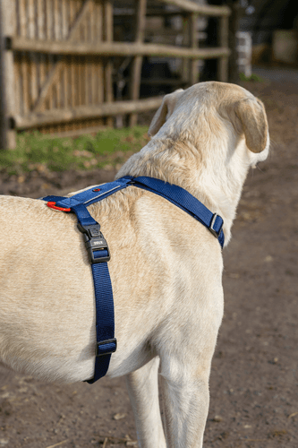 ZOLUX Premium-Nylon-Hundegeschirr, Größe S, 38–56 cm, 15 mm, marineblau – Bild 3