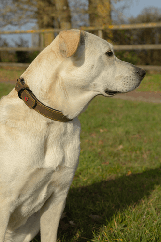 ZOLUX Komfort-Lederhalsband für Hunde, 29–36 cm, 16 mm, braun – Bild 4