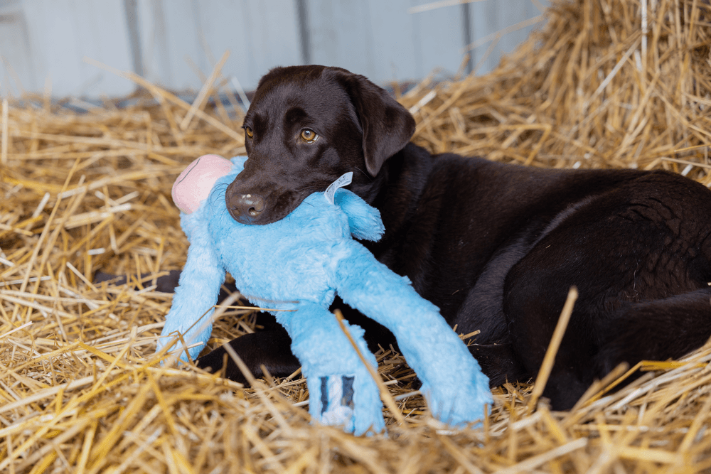 ZOLUX FURRY FARM Plüsch-Hundespielzeug, Esel Hassan, 60 cm – Bild 3