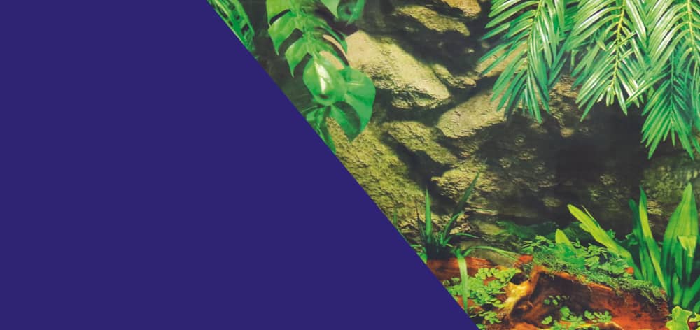 ZOLUX Doppelseitige Aquarienrückwand Unterwasserpalme/Blau 40 x 60 cm – Bild 1