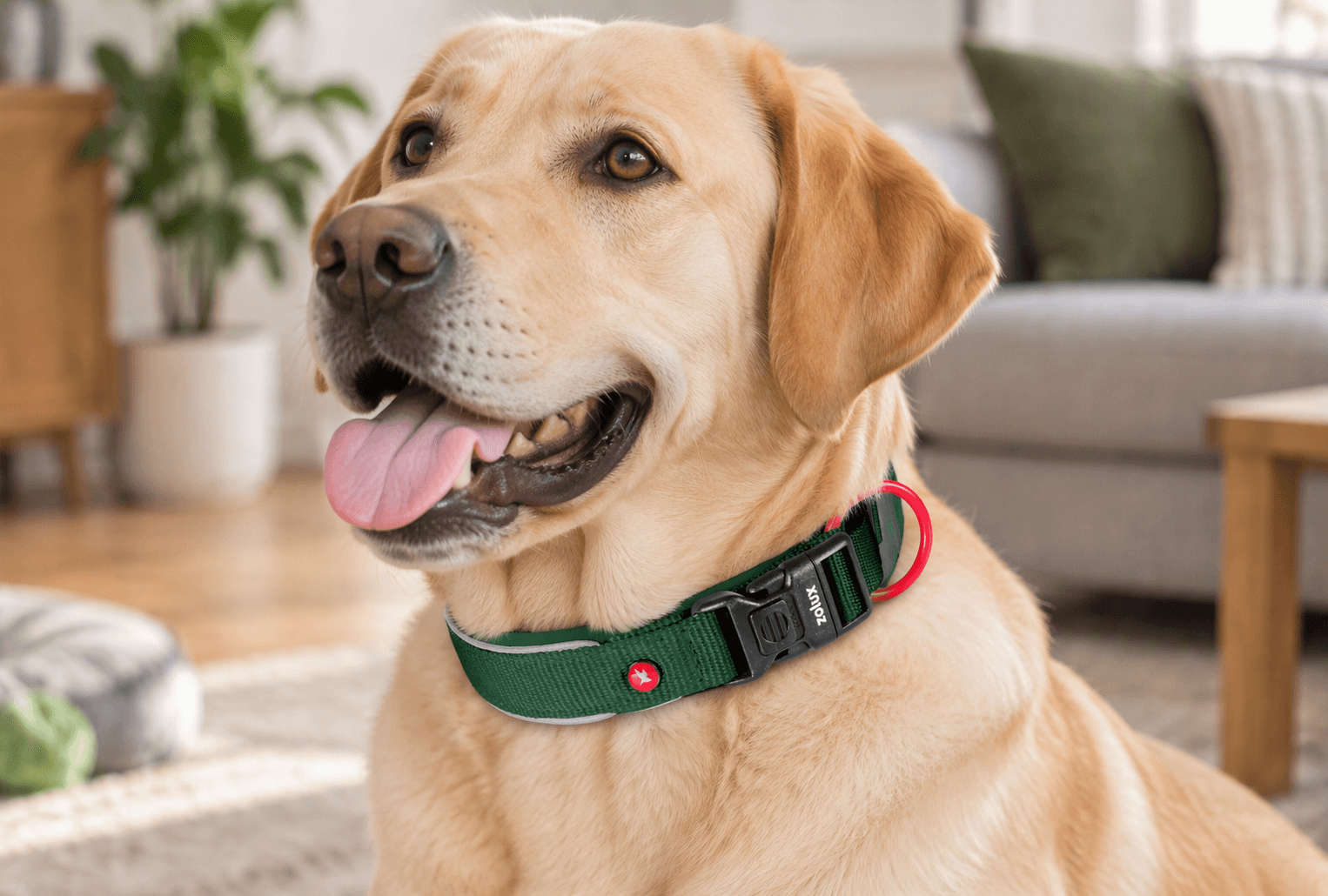ZOLUX Premium-Nylon-Hundehalsband, Größe M, 40–45 cm, 20 mm, grün – Bild 7