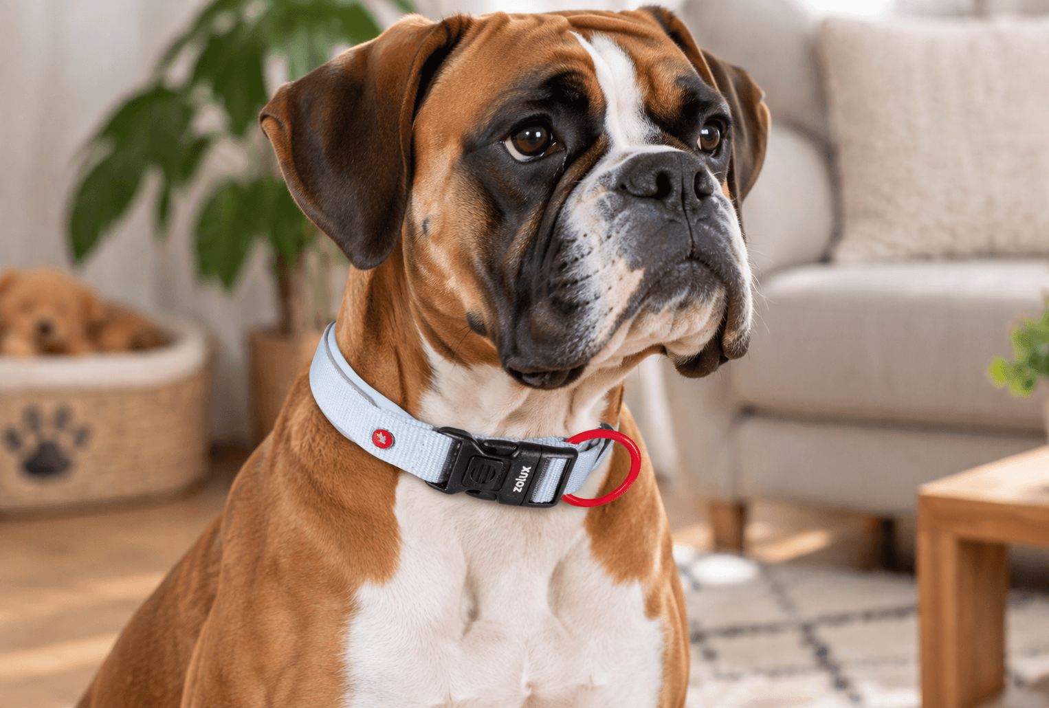 ZOLUX Premium-Nylon-Hundehalsband, Größe XL, 50–55 cm, 25 mm, hellblau – Bild 7