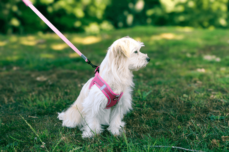 ZOLUX Atmungsaktives Mesh-Hundegeschirr, Größe S, rosa – Bild 3