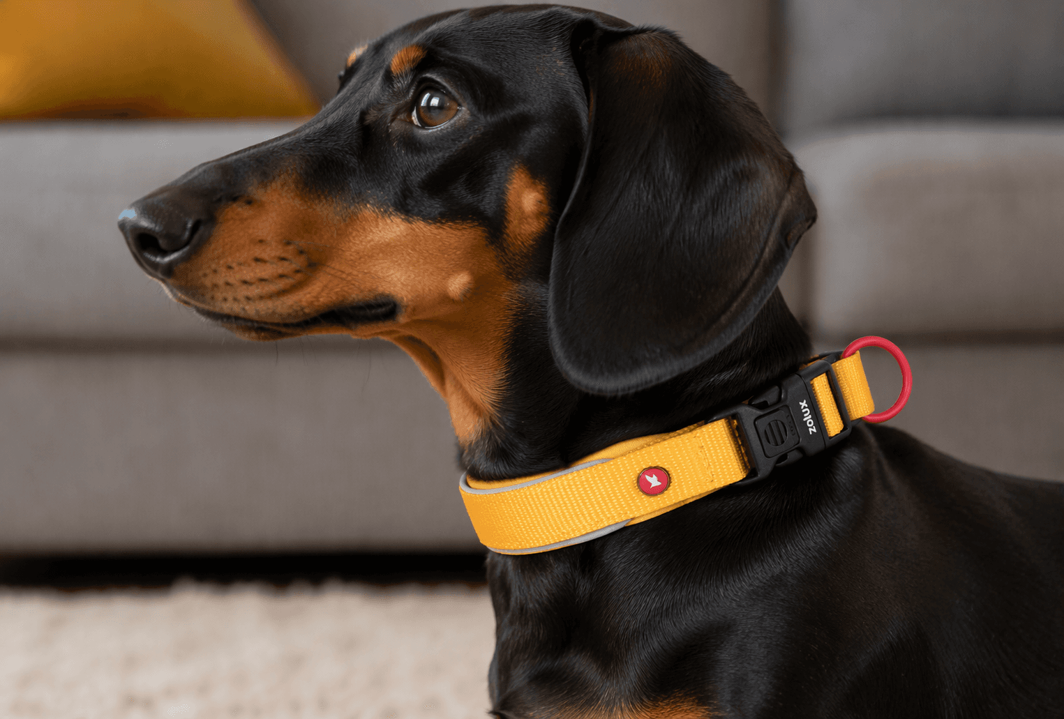 ZOLUX Premium-Nylon-Hundehalsband, Größe XS, 30–35 cm, 15 mm, gelb – Bild 6