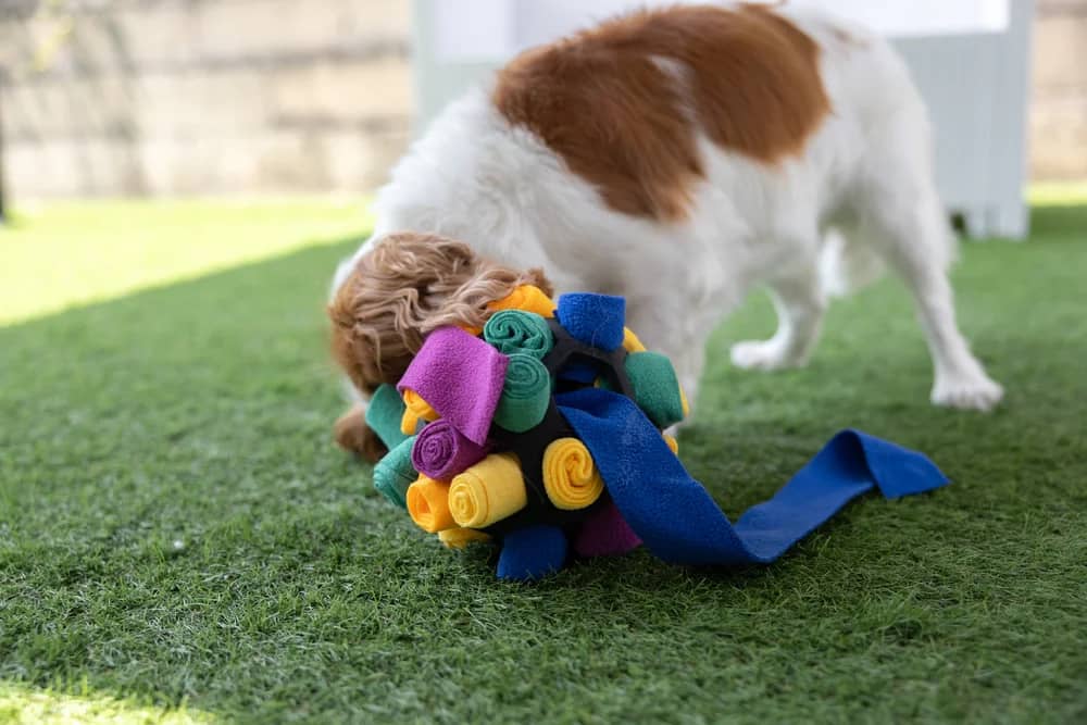 ZOLUX Intelligenzspielzeug für Hunde TPR 14 cm – Bild 4