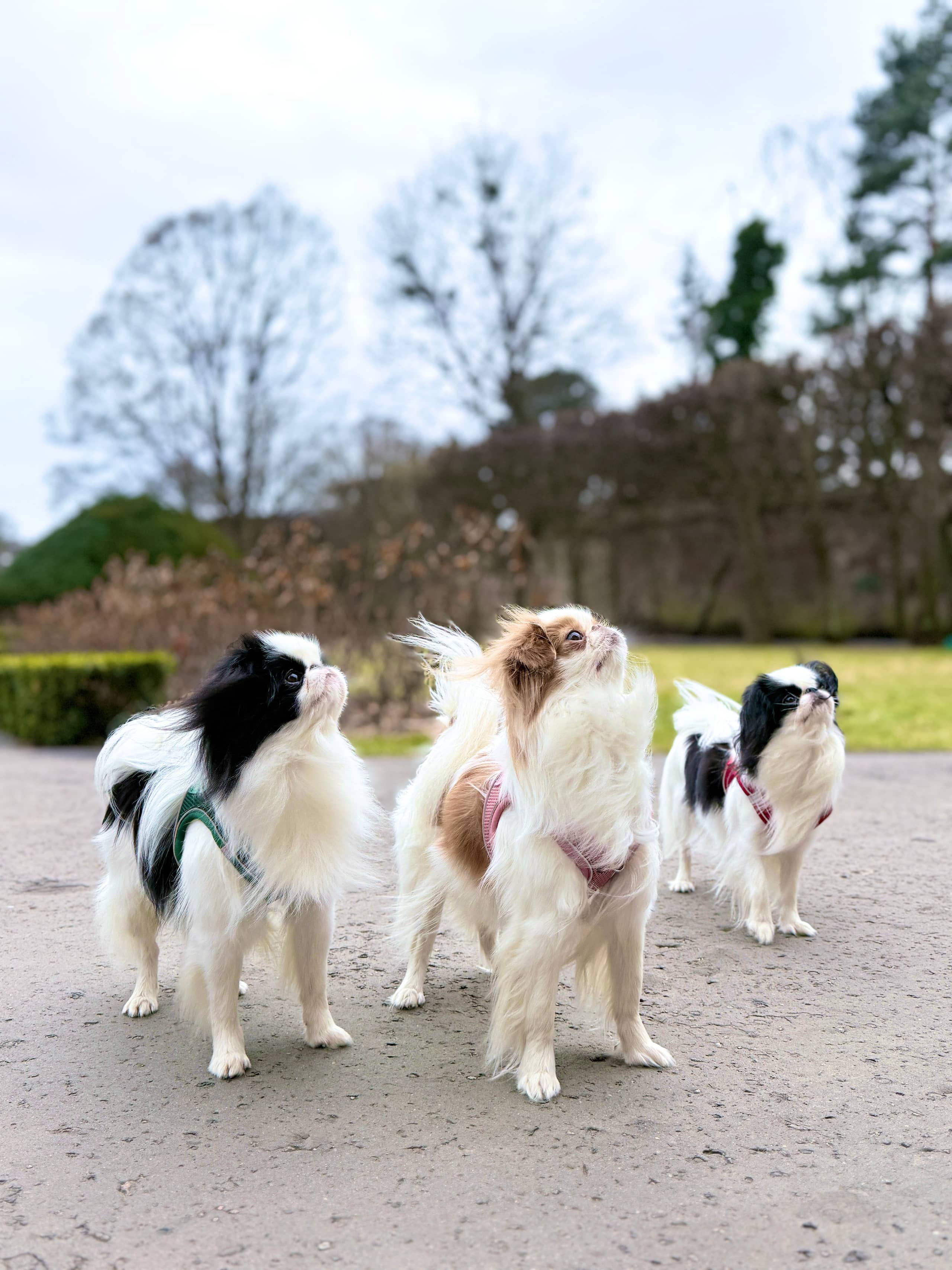 ZOLUX Atmungsaktives Mesh-Hundegeschirr, Größe XS, rosa – Bild 5