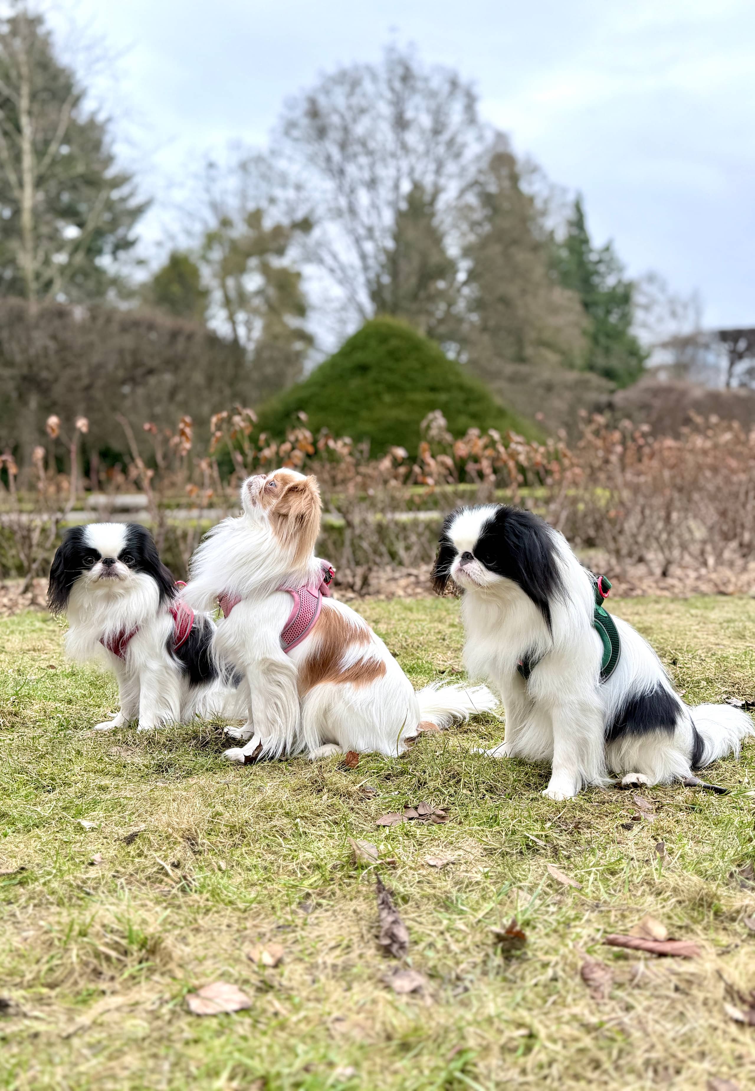 ZOLUX Atmungsaktives Mesh-Hundegeschirr, Größe XL, schwarz – Bild 10
