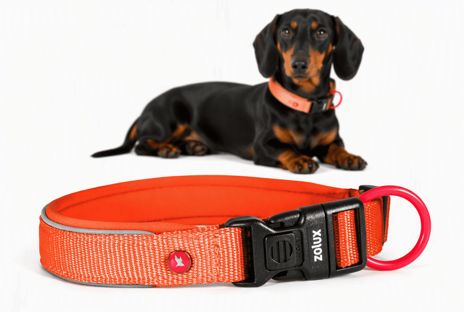 ZOLUX Premium-Nylon-Hundehalsband, Größe XS, 30–35 cm, 15 mm, rostbraun – Bild 2