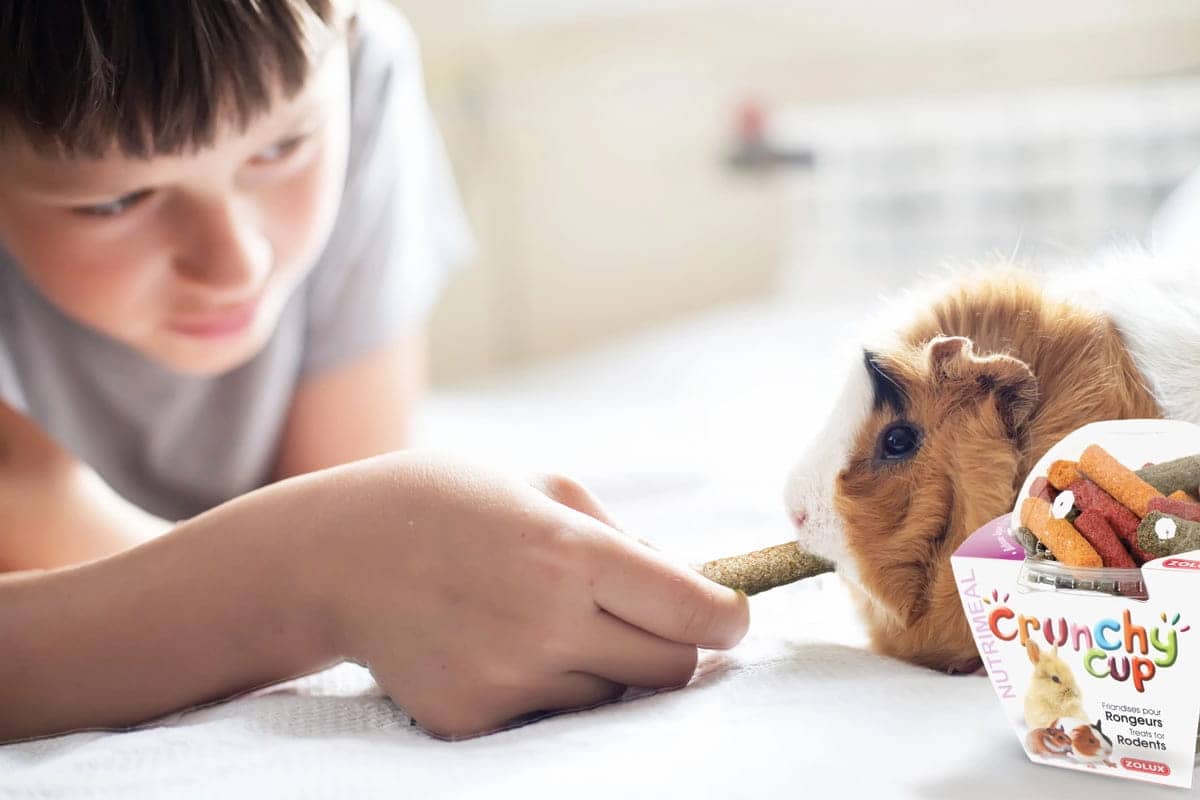 Miniaturbild 5