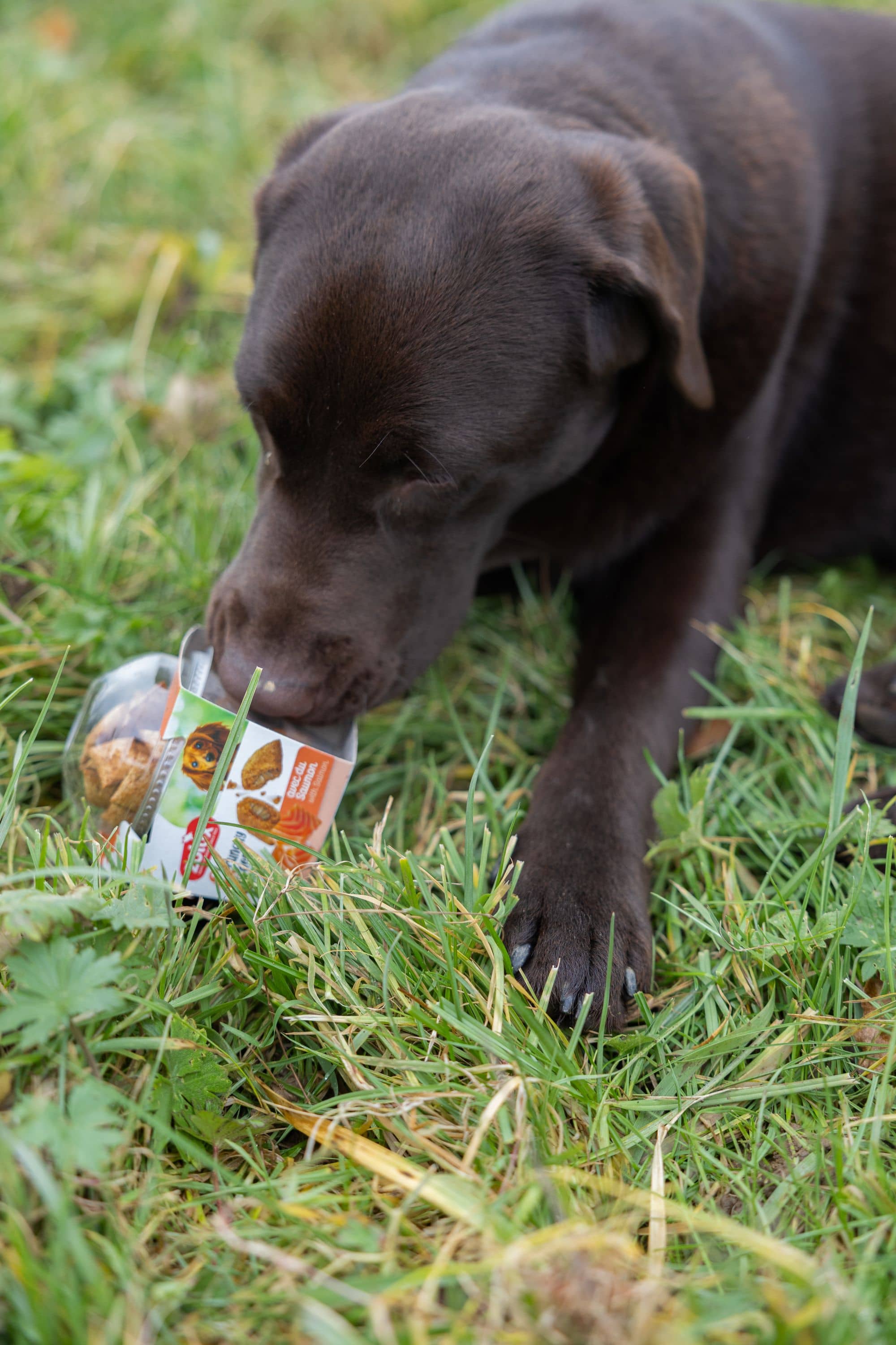 ZOLUX CRUNCHY DOG Hundekekse mit Lachs 75 g – Bild 3