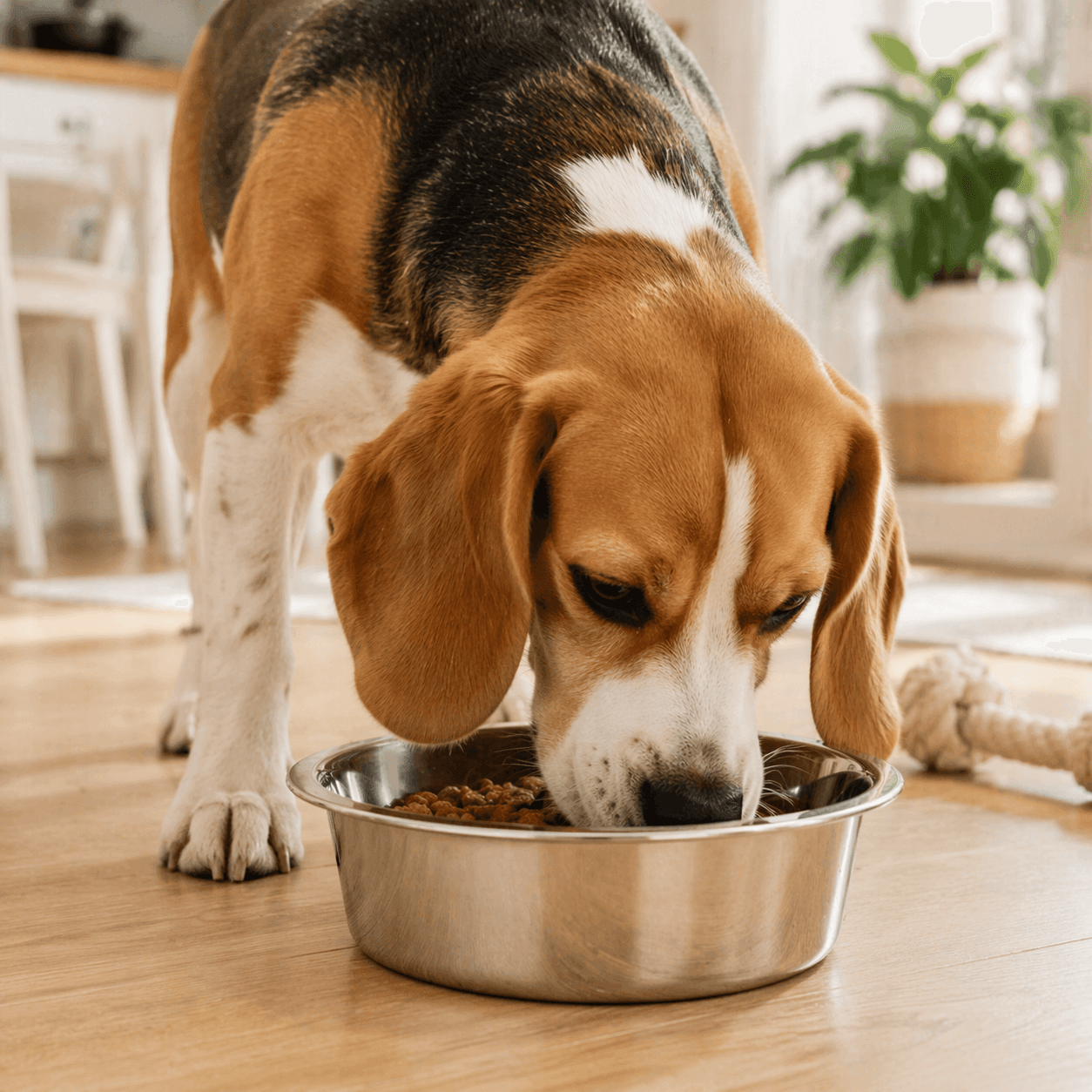 ZOLUX Edelstahlnapf für Hunde INOX 21 cm 1,8 L – Bild 7
