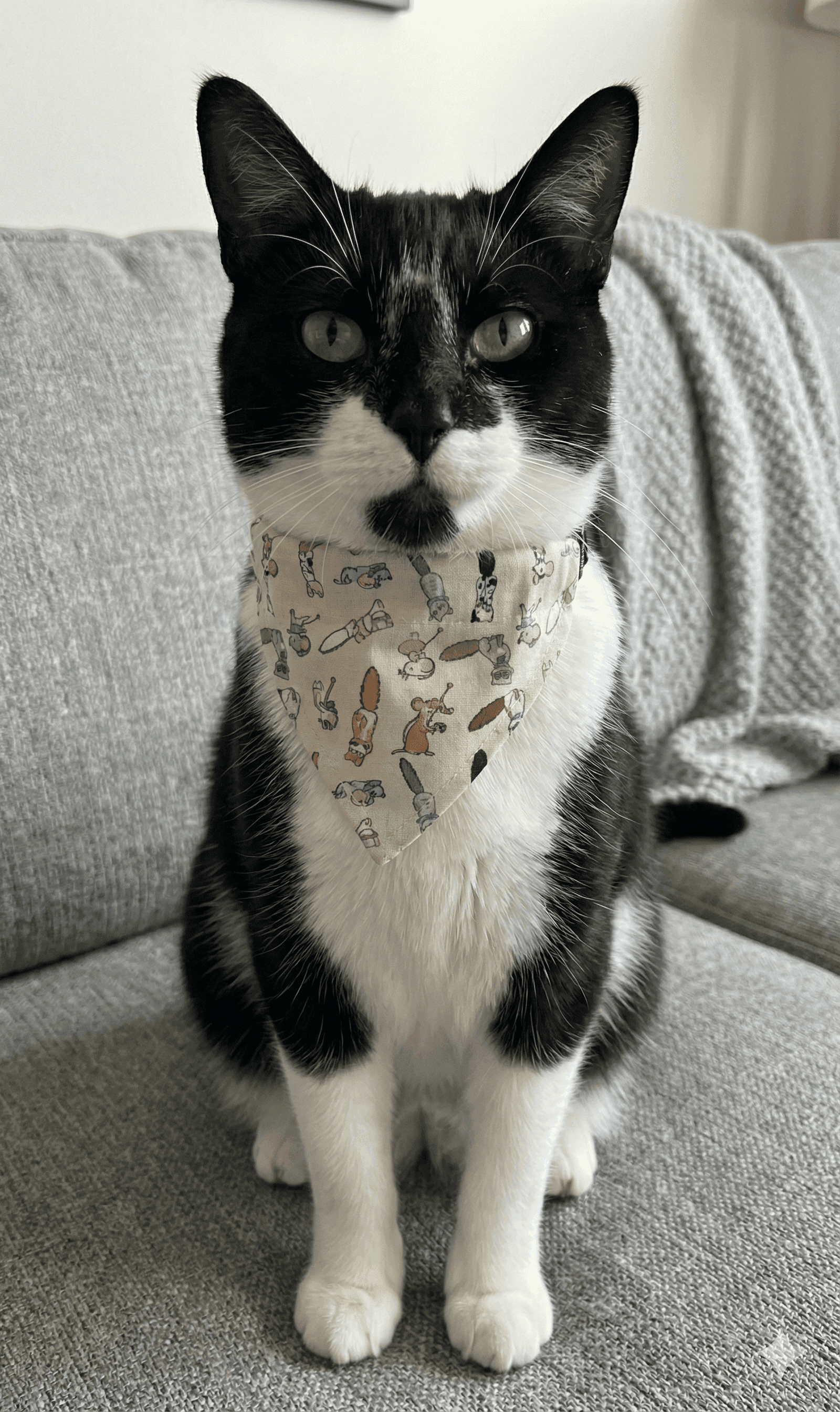 ZOLUX CHATOUILLE Katzenhalsband mit Bandana, Katzen- und Mäusemotiv – Bild 6