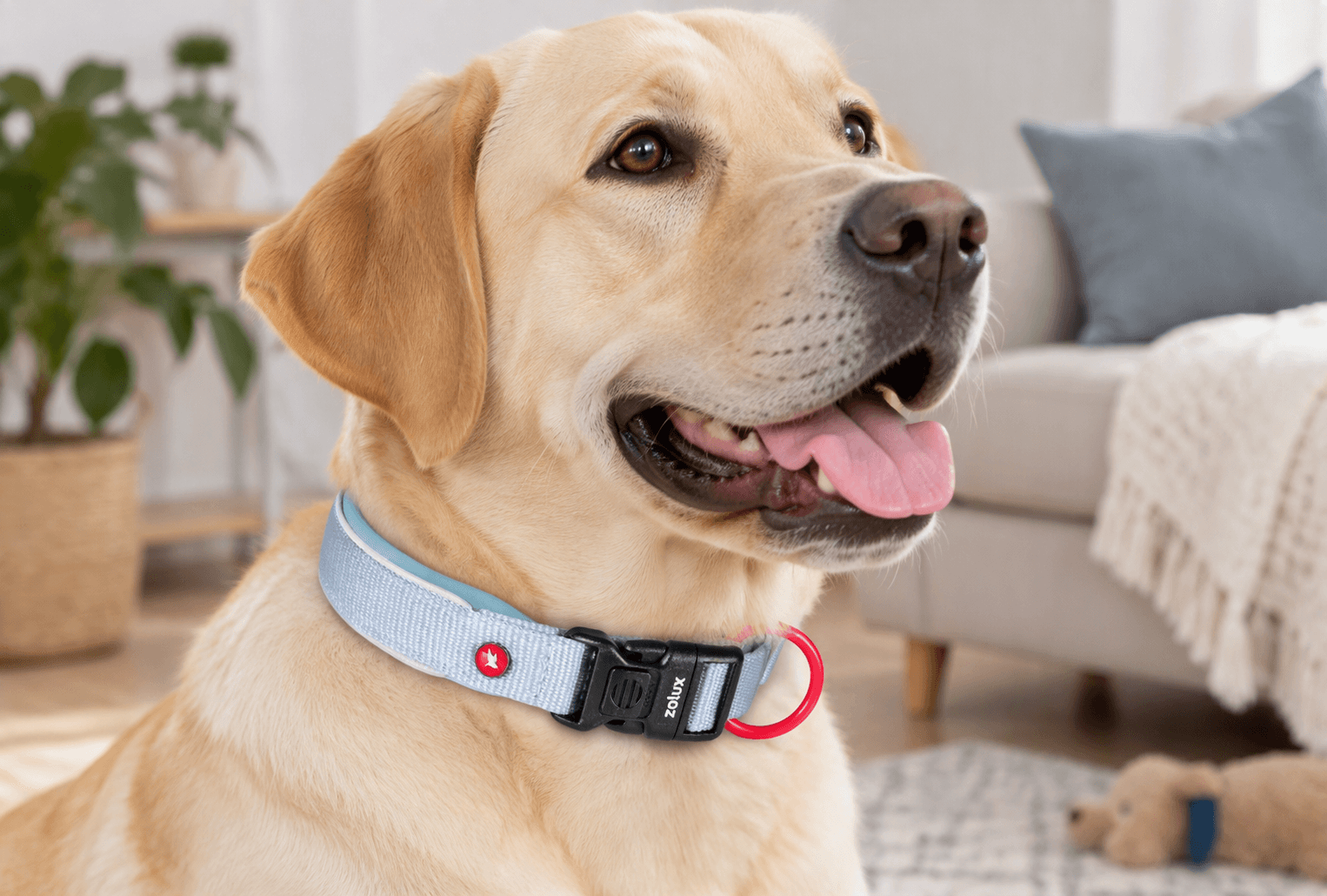 ZOLUX Premium-Nylon-Hundehalsband, Größe M, 40–45 cm, 20 mm, hellblau – Bild 7
