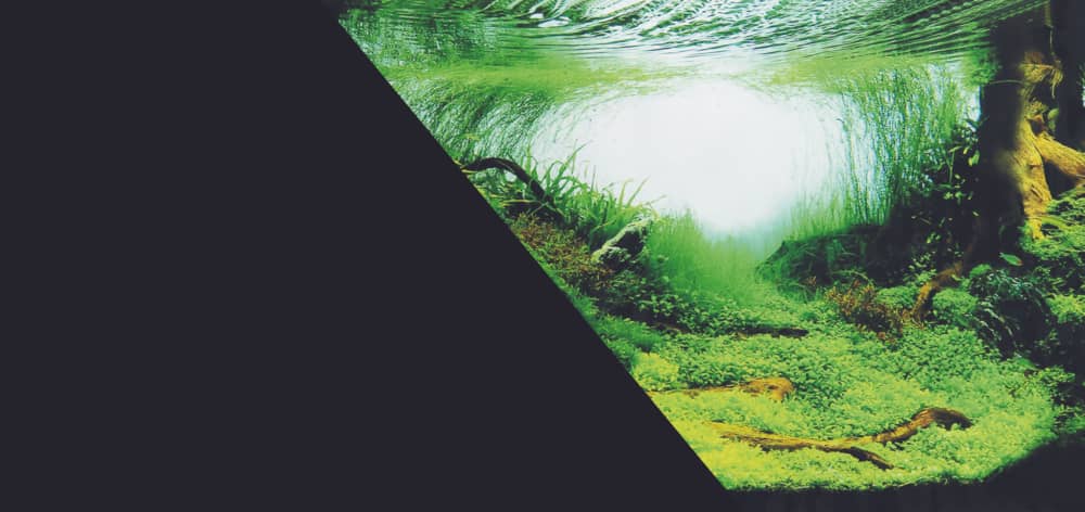 ZOLUX Doppelseitige Aquarienrückwand Amazonas/Schwarz 40 x 60 cm – Bild 1