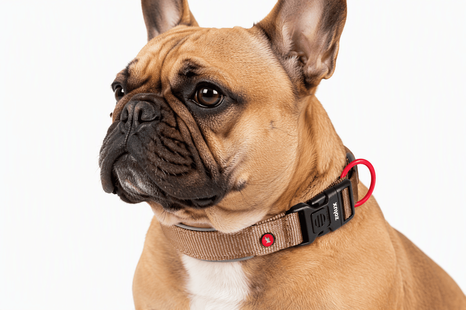ZOLUX Premium-Nylon-Hundehalsband, Größe S, 35–40 cm, 20 mm, mocha – Bild 7